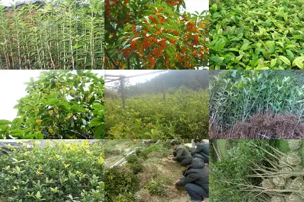 桂花树小苗几年开花结果1685494861595