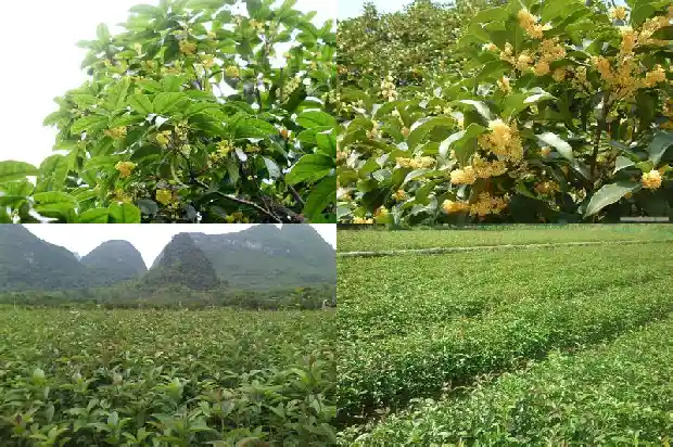 桂花树养几年开花结果1685494874108