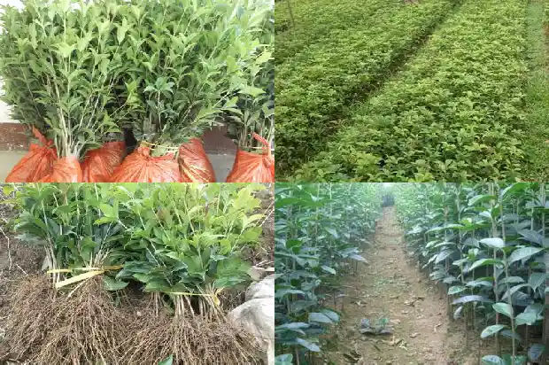 朱砂桂花期多长时间开花结果1685494882021