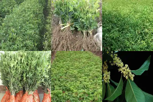 朱砂桂花期多长时间开花结果1685494882068