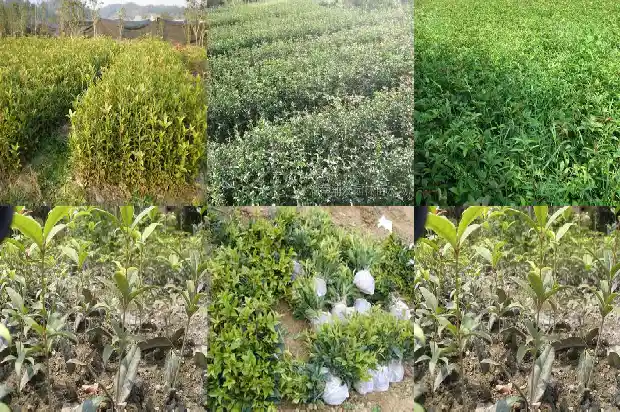 丹桂花期开多长时间最好1685494926518