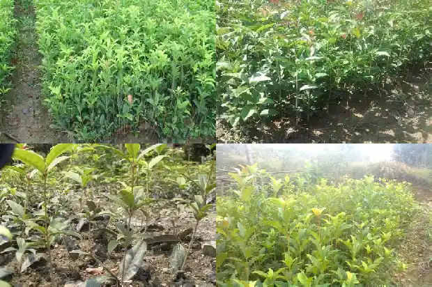 丹桂花几月份开花1685494934353