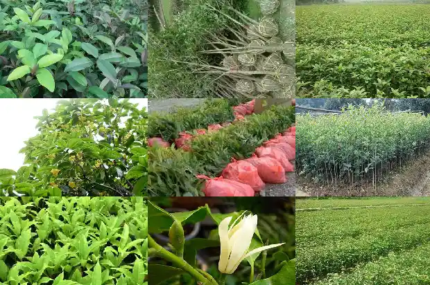 丹桂花几月份开花1685494934399