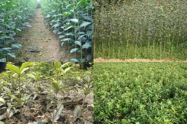 朱砂桂花期开多长时间1685494958666