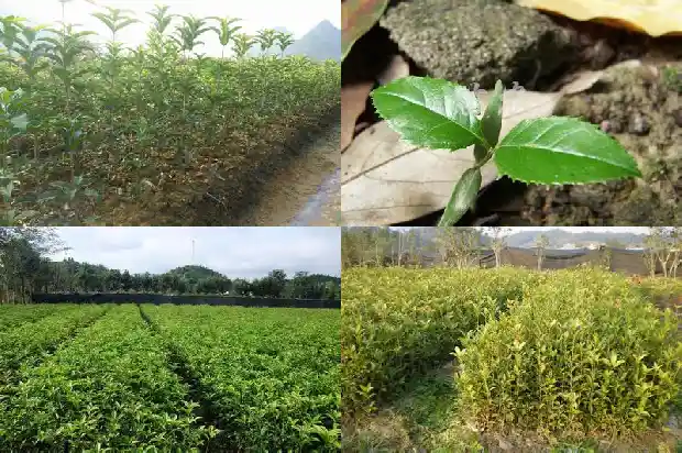 朱砂桂花期开多长时间1685494958761