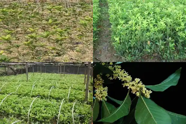 朱砂桂花期开多长时间1685494958809