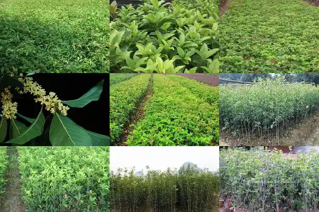 桂花树只开花不长叶正常吗1685494968373