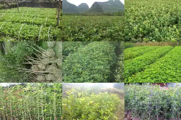 桂花树只开花不长叶正常吗1685494968420