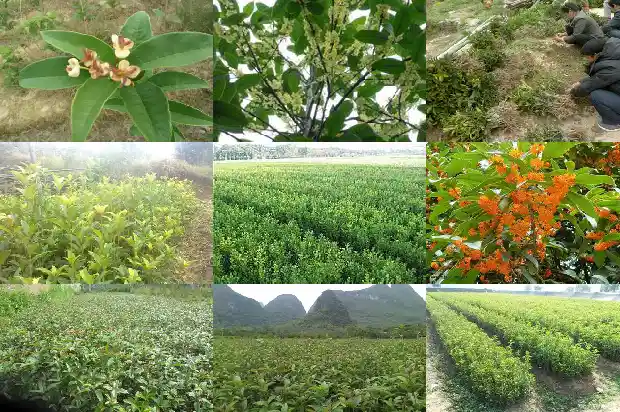 桂花树只开花不长叶正常吗1685494968466