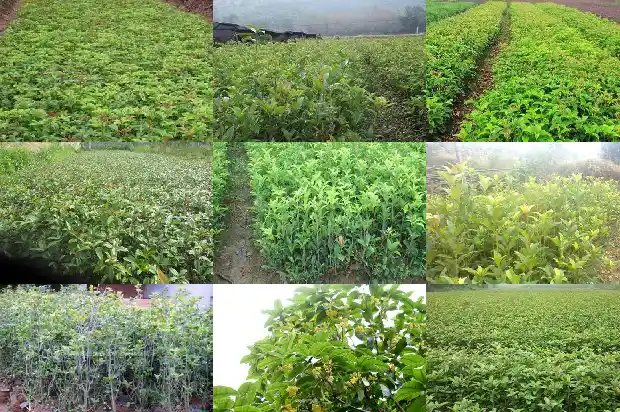 桂花树什么时候长新叶1685494985952