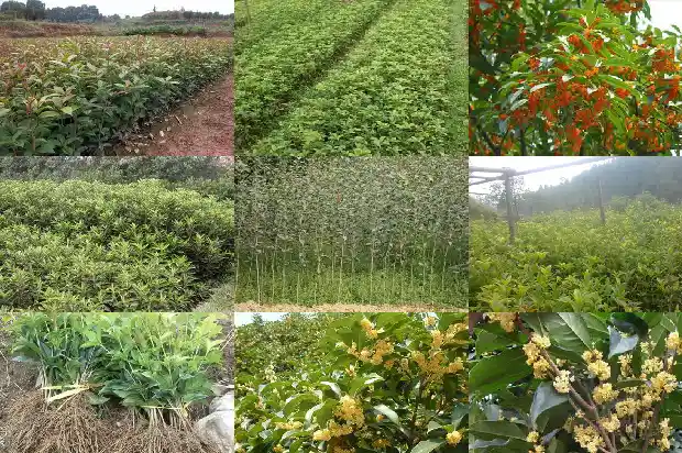 桂花树一年发芽几次正常1685494994029
