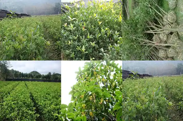桂花树一年发芽几次正常1685494994077