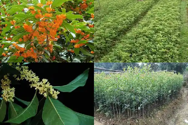 天香台阁桂花能吃吗1690850189343
