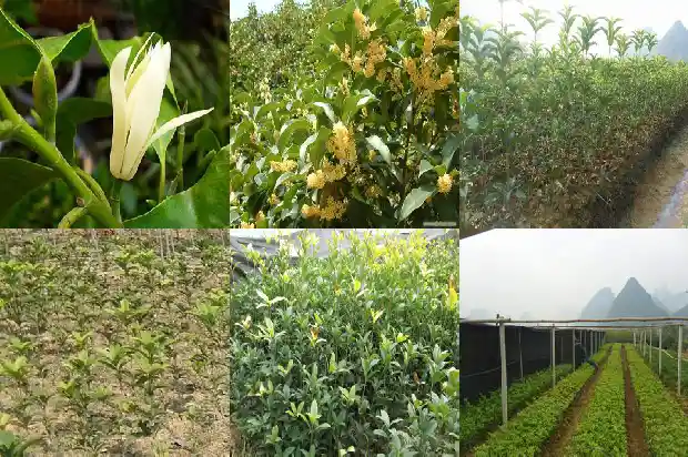 三米桂花树价格多少钱一棵1689639980084