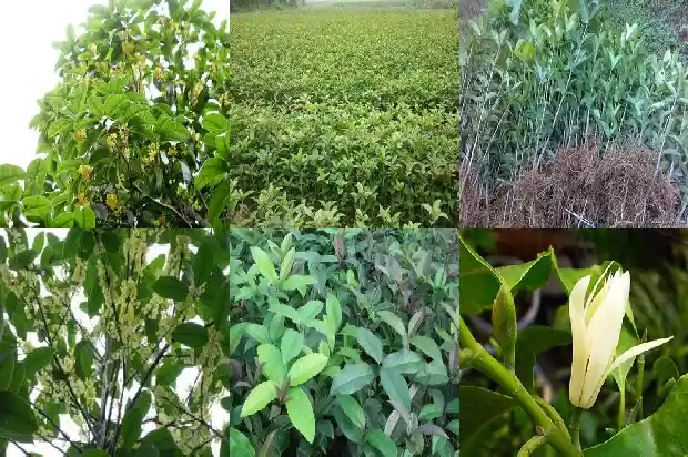 朱砂桂花树几年开花结果呢怎么回事1685495018432