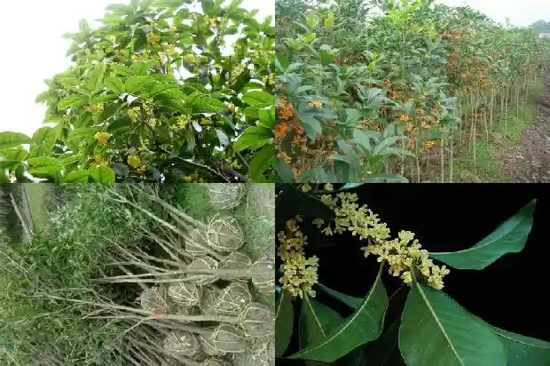 朱砂桂花树几年开花结果呢怎么回事1685495018479