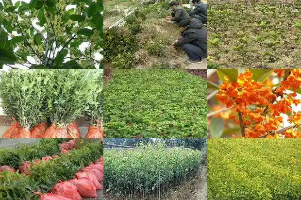 朱砂桂花树几年开花结果呢怎么回事1685495018527