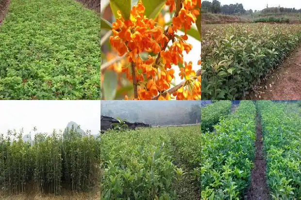 朱砂桂花什么时候开花结果实1685495028650