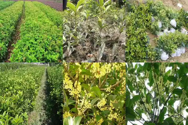 朱砂桂花什么时候开花结果实1685495028746