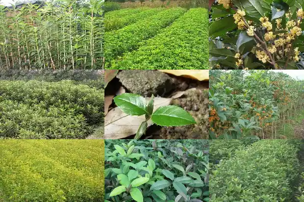 朱砂桂花花期几天能开花1685495038680