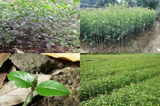 朱砂桂花花期多久啊1685495050889