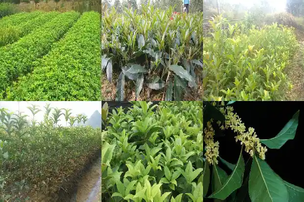 朱砂桂花花期多久啊1685495050937