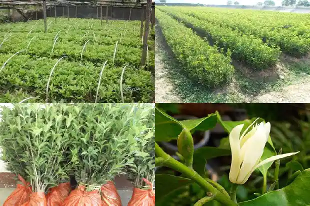 红花朱砂桂花1685495060827