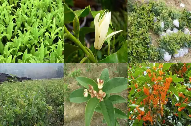 桂花泡水喝放多少1689207992201