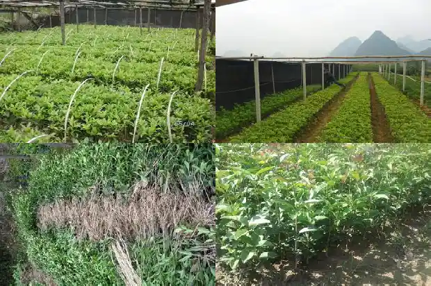 桂花一年开多少次花期最长1685495081065