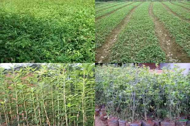 桂花一年开多少次花期最长1685495081112