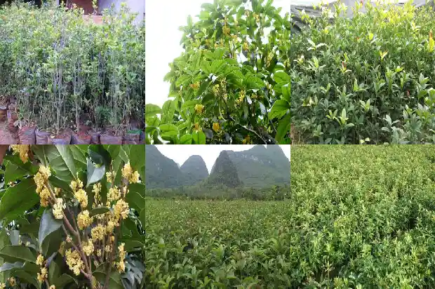 桂花花期开几次花啊1685495091114