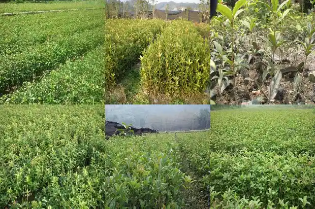 桂花花期开几次花啊1685495091162