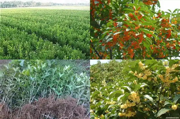 桂花花期开几次花啊1685495091209