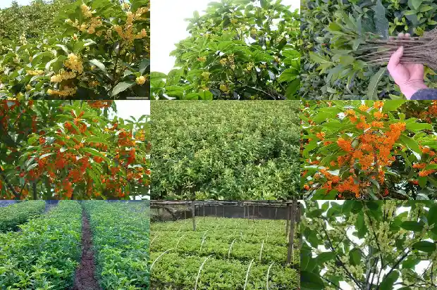 8月桂花开两次花怎么回事1685495121320