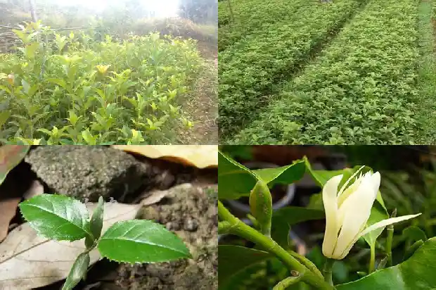 桂花树长成需要几年才能开花结果子1685495133480