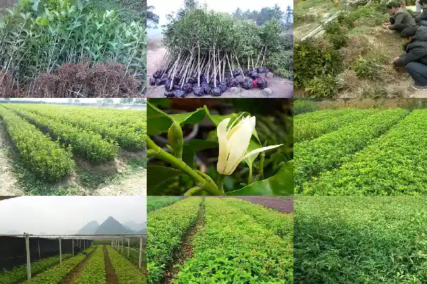 桂花树要几年才开花结果1685495157976