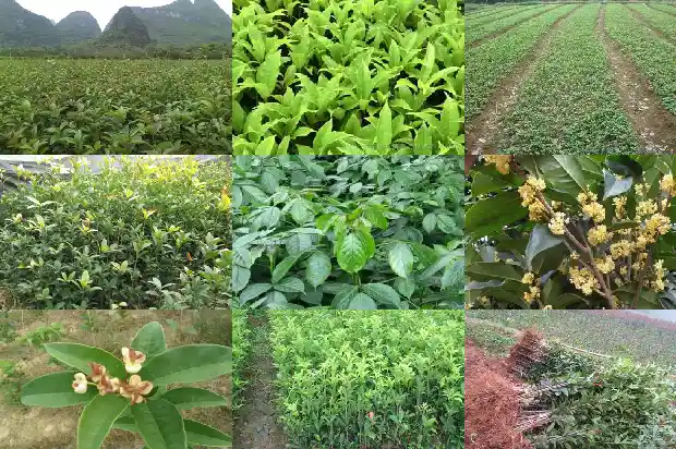 桂花树要长几年才开花结果呢1685495165624