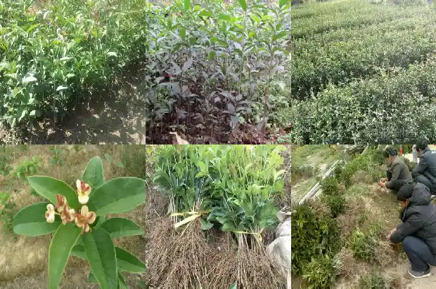 桂花树要长几年才开花结果呢1685495165672