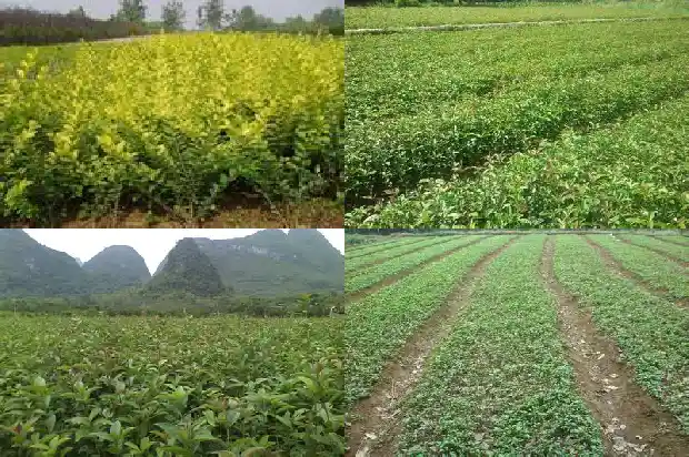 桂花树要几年才能开花结果1685495178172