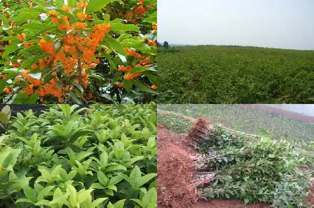 桂花树要几年才能开花结果1685495178268
