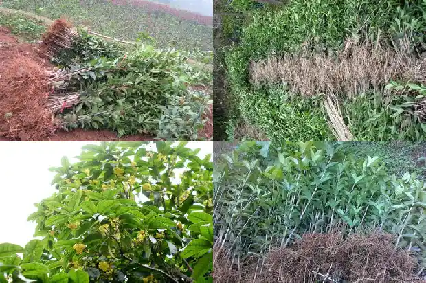 桂花树要几年才能长大成树苗1685495188408