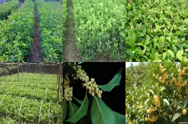 桂花树要几年才能长大成树苗1685495188456