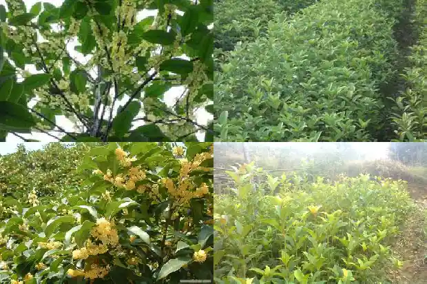 桂花树要几年才能长大成树苗1685495188504