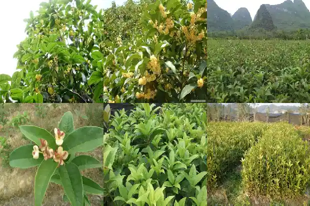 桂花树需要多久才能长大呢1685495196395