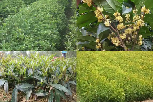 桂花树要几天浇一次水最好1685495214243