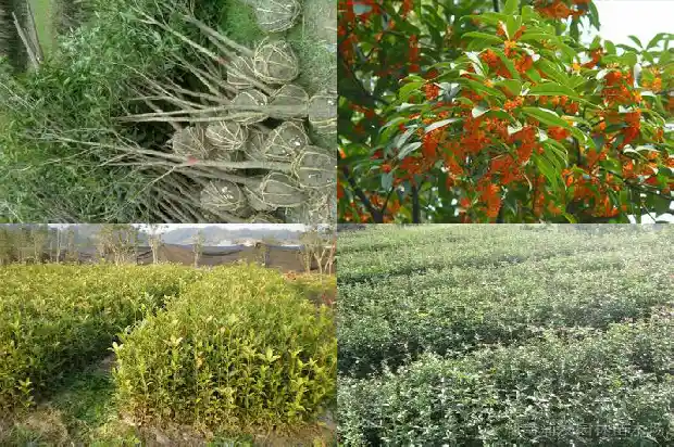 桂花树要几天浇一次水最好1685495214339