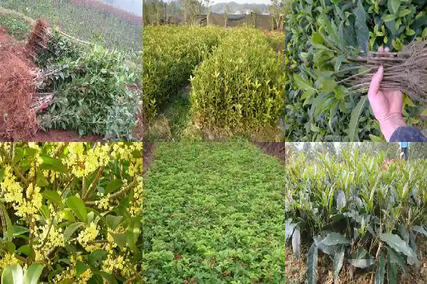 桂花树要几年发芽1685495222192