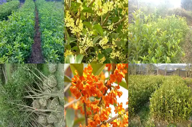 桂花树一年长多大叶子了怎么办1685495232494