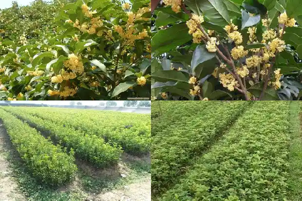 桂花树什么时候长叶1685495240252