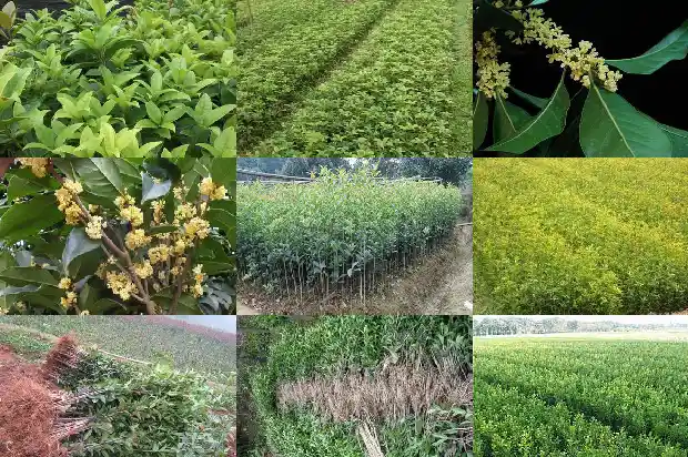 桂花树长几年开花啊1685495262670